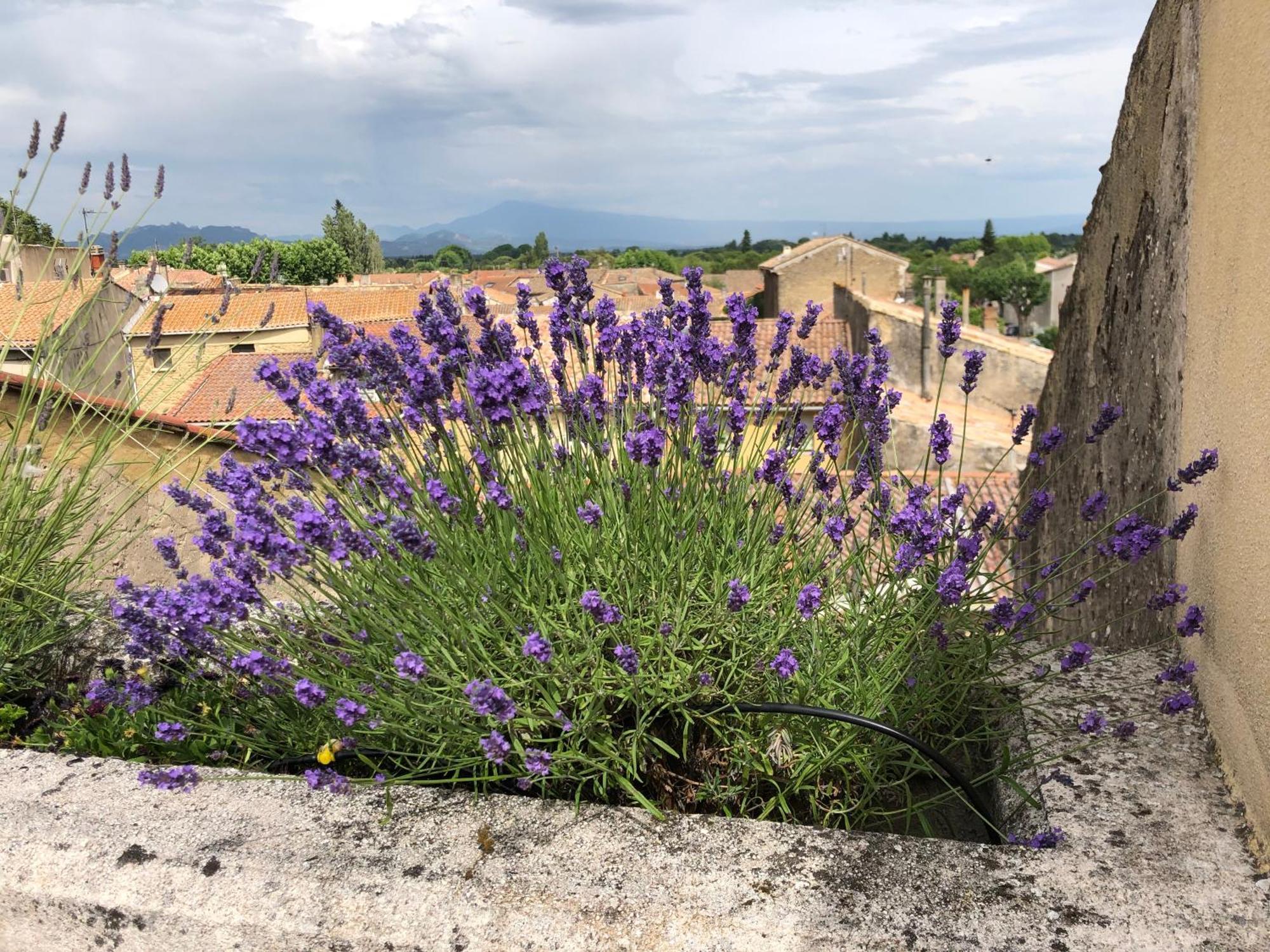 Entre Vignes Et Dentelles Hotel Courthezon Luaran gambar